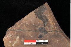 Foto (Detailansicht) von Quercus palaeoilex Ettingshausen (NHMW-GEO-2024-0188-0744)